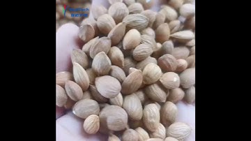 2 Chute Almond Color Sorting