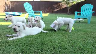 LIVE STREAM REPLAY! Lab Puppies Last Weekend Together