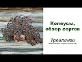 Колеусы. Обзор сортов - трейлеры или ампельные сорта