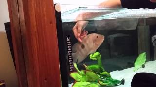 Petting Fish! Red Devil Cichlid - Mittens