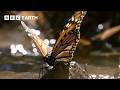 A Breathtaking Swarm Of 100 Million Butterflies Earth S Great Seasons BBC Earth 