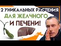 2 Уникальных Растения для Желчного и Печени! Ответы на вопросы, Как Жить Без Желчного