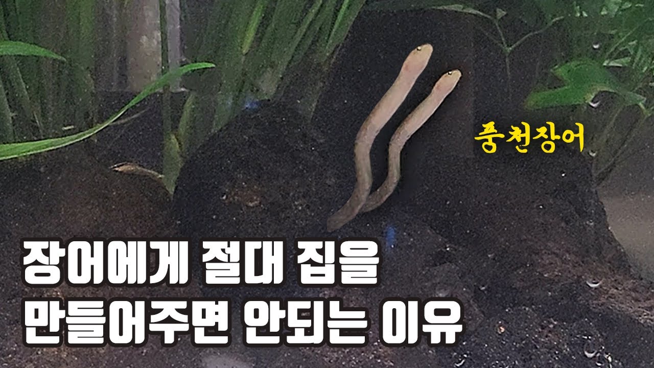 장어에게 집을 만들어 주면 이렇게 됩니다 ㄷㄷ