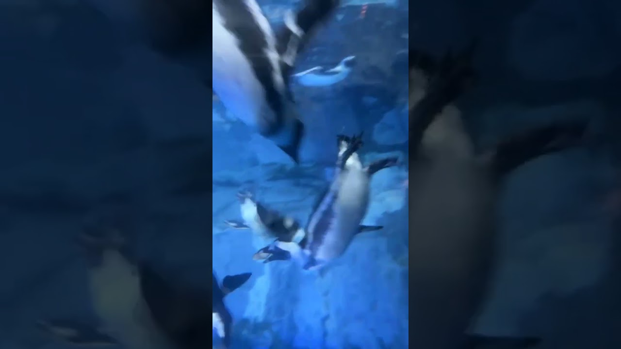 Underwater World Langkawi 