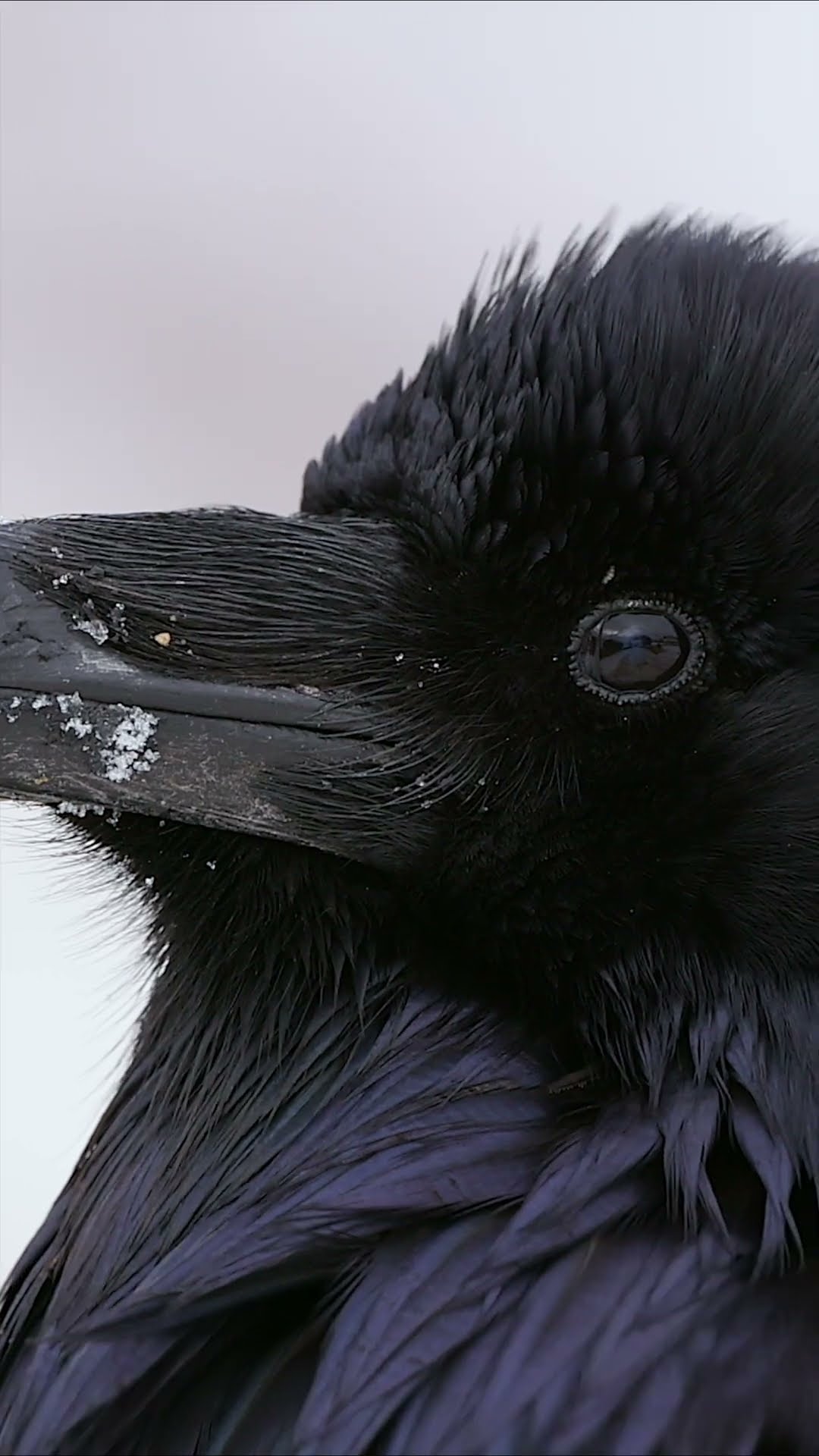 Ravens are said to be one of the smartest birds. ?‍⬛ #Animals #Shorts #Nature