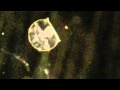 view Inarticulate Brachiopod Larvae from the Naos Dock Part 2 digital asset number 1