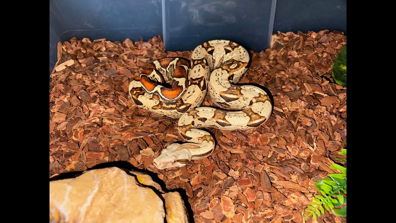 Brando"s Boas Boa Collection