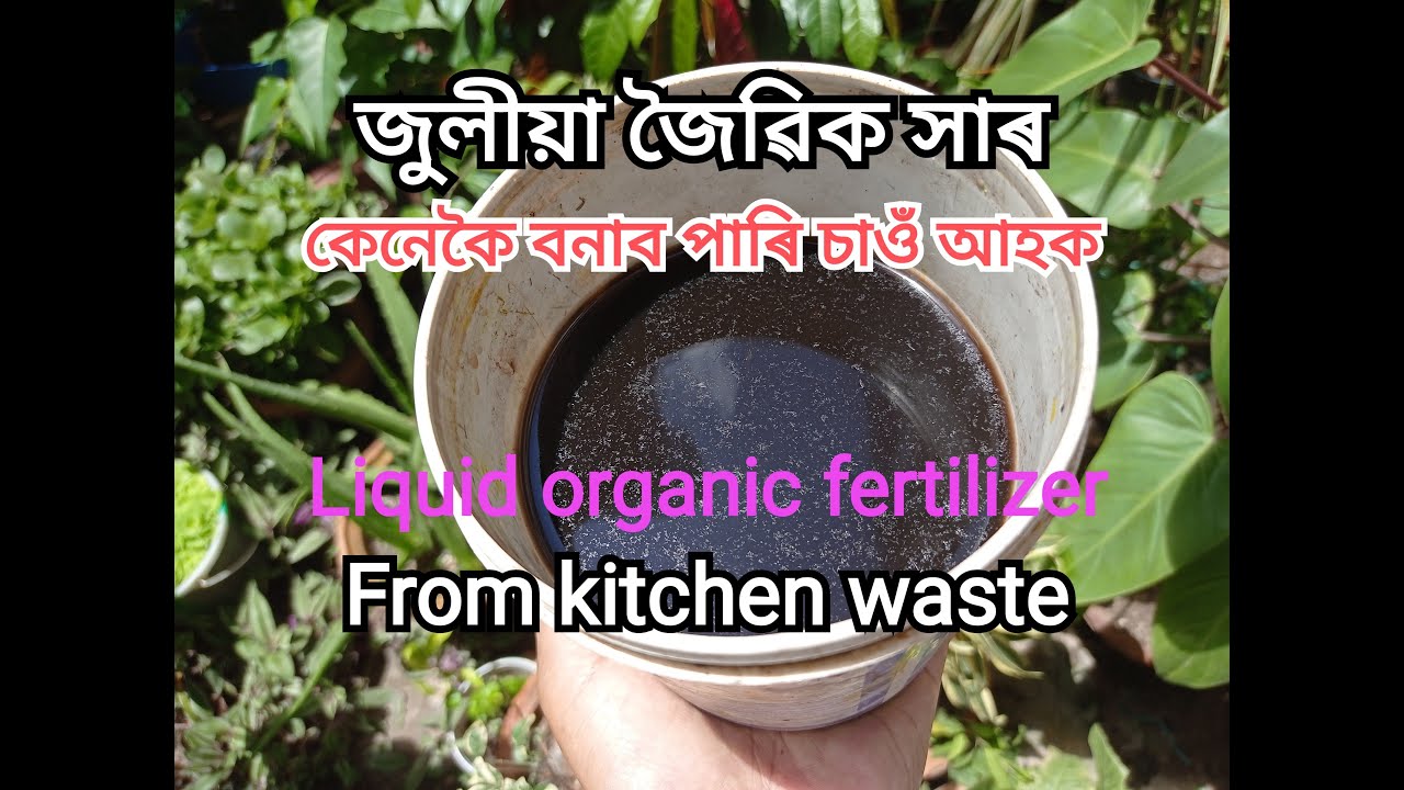 How to make Pure Organic Liquid Fertilizer/ জুলীয়া জৈৱিক সাৰ প্ৰস্তুত কৰাৰ সহজ উপায়