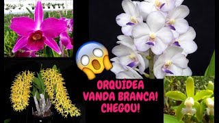 CHEGOU ORQUÍDEA VANDA BRANCA! POUCAS UNIDADES! - thptnganamst.edu.vn