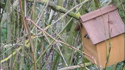 Tree Sparrows nest building bird box #birds #nature #wildlife #birdsong