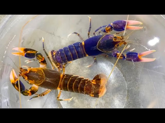 How to Breed Crawfish for Profit: Unlocking Rare Colors! class=