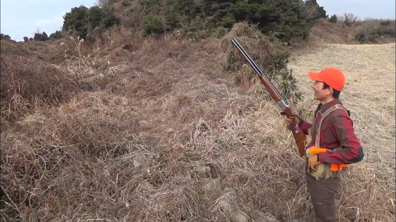 Pheasant hunting in Korea(제주도 꿩 사냥, 보리) YouTube