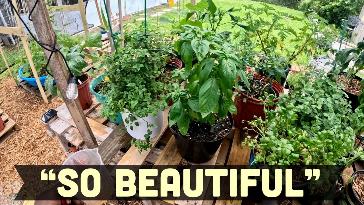 Green Garden Of Love: 🌿 The Most Satisfying Garden Glow-Up 🌱 Feeding & Supporting My Plants | Ep.18