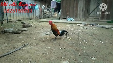 qaib dib qua zoo, cuab tuaj zoo 2021 nawb