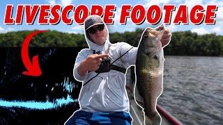 Livescoping For Bass on Offshore Ledges! (Active Target 2 Footage)