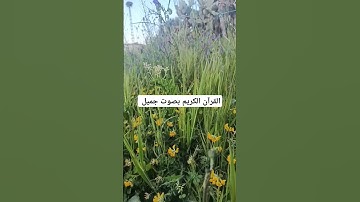 القرآن الكريم بصوت جميل #القران_الكريم #اكسبلور #رمضانمبارك #دويتو #المصحف #duet #تيك_توك