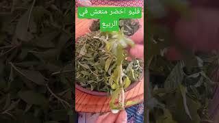 ورق فليو مع الشاي