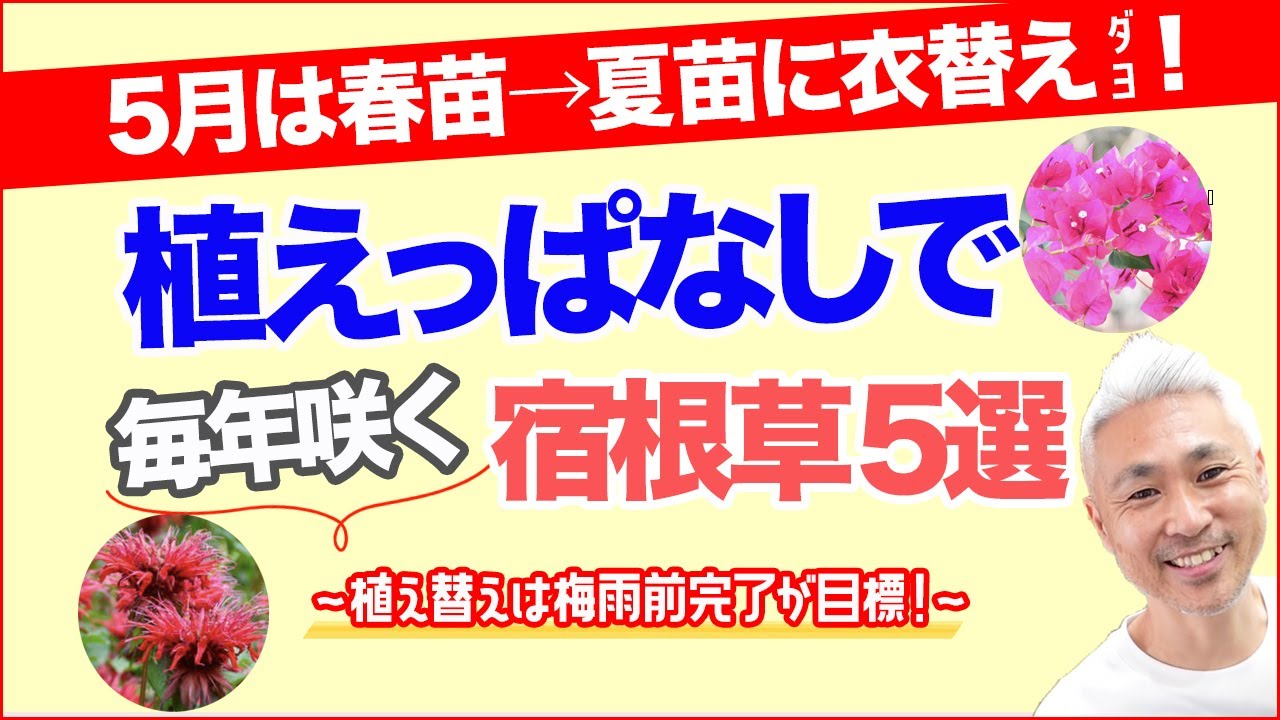 5月は夏苗に衣替え 植えっぱなしで毎年咲く宿根草5選 Youtube