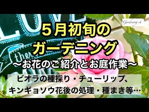 園芸 ガーデニングを楽しもう ５月に咲く宿根草や１年草のご紹介とビオラの種取りやチューリップの花後処理など５月のお庭作業をまとめた動画です Youtube