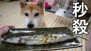 柴犬小春　飼い主絶句さんまも喉越し秒殺一気食いShibainu Koharu devours Sanma fish