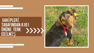 Sahipleri Tarafından A101 Önüne Terk Edilmiş