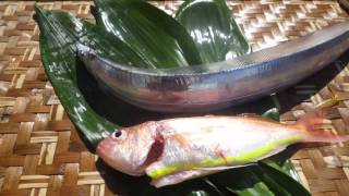 タチウオ　華麗な舞