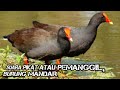Suara Mandar Ampuh Suara Burung Mandar Durasi Panjang Mp3 - Mp4 Download