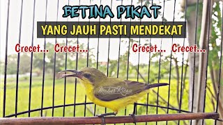 SUARA CRET CRET SOGON BETINA MEMANGGIL JANTAN AMPUH #SOGONBETINAMEMANGGILJANTAN