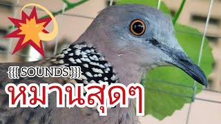 เสียงนกเขาใหญ่/suara burung tekukur #1