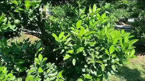 Giao lưu vơi bà con vườn quất thế già , to khổng lồ đẹp tại Song Phương Hoài Đức chào đón tết 2023 .