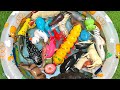 Learn Ocean Animals the Fun Way Explore Ocean Animals for Kids & Easy Facts