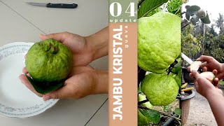 Menunggu 14 Bulan Panen Jambu Kristal Tapi Ternyata...