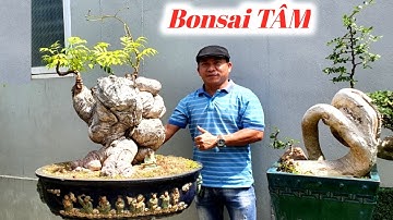 Những Tác Phẩm BonSai Nghệ Thuật Độc Đáo Tại Vườn Cây Cảnh Em Tâm/Giao Lưu (Lh 0988617030)