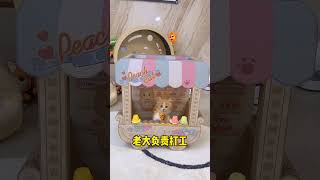 【獨生子的日常】今年的四窝小奶猫 你觉得哪只最可爱呢 #小奶喵 ##小奶猫 #铲屎官的乐趣 #洗澡  #猫咪成精#Cutecats #萌寵 #Cat #動物 #Cute #Funnycat #Pet