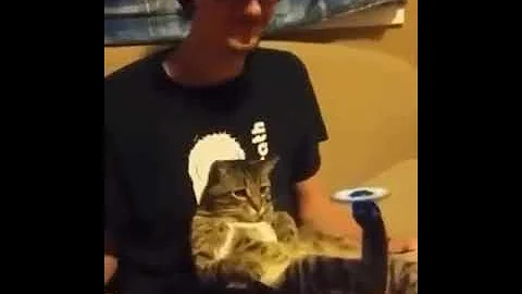 Video 11749311: funny baby cats cutest, amazing baby cat, cat lovers, cat playing