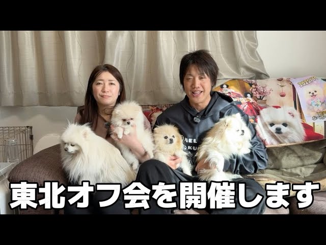 Announcement] If you want to meet the four Pomeranian sisters