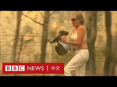 澳洲叢林大火：女子眼明手快脫衣營救　無尾熊免變火球 － BBC News 中文 | 樹熊 | 考拉