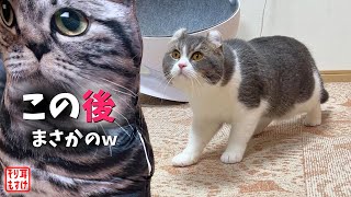 家族の中にドデカい猫がいた時のパパ猫の行動が凄過ぎるw