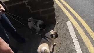 Slow Motion Pug fight and other funny slow motion with my new Gopro. Total amateur, my first time!