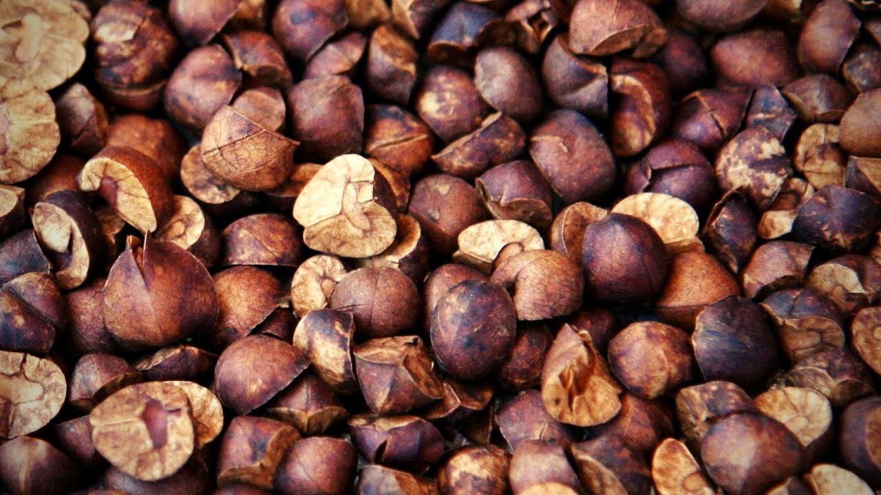 These Beans Called Mexican Jumping Beans (Hindi)