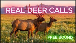 Download Lagu Suara Panggilan Rusa Asli – 100% Gratis, Teruji di Lapangan MP3