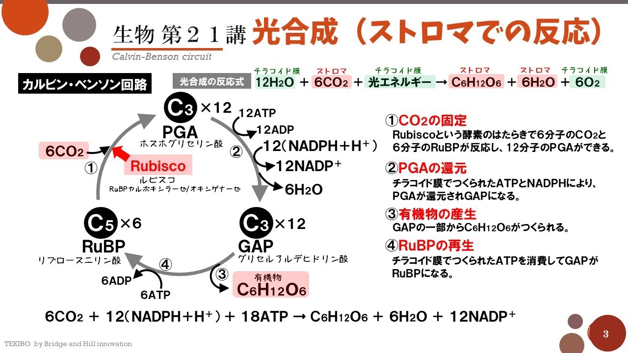 【高校生物】第21講「光合成（ストロマでの反応）」カルビン・ベンソン回路