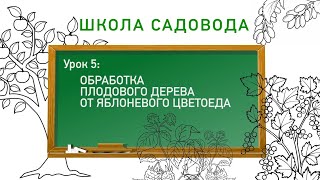 Обработка от яблоневого цветоеда. Школа садовода. Урок 5