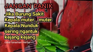 Atasi Burung paruh bengkok yang sakit karna perubahan cuaca,tetelo,kejang kejang,ngantuk dll