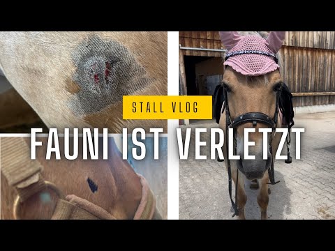 Fauni ist verletzt - Stall Vlog mit Steffi ausreiten