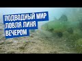 Подводный мир с Владимиром Солоповым. Ловля линя вечером