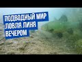 Ловля линя вечером \ Подводный мир с Владимиром Солоповым