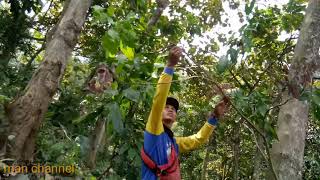 #mikat burcil#   mikat burcil di gunung auto dapat banyak!!