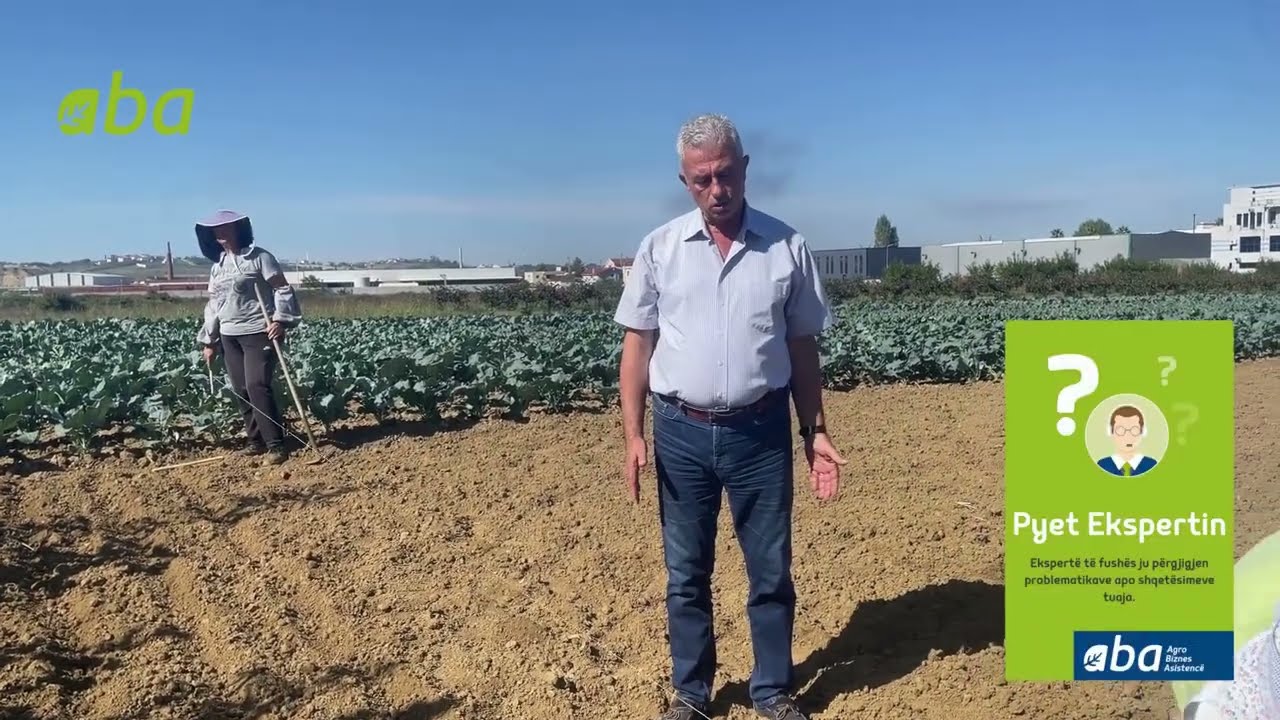 Teknologjia e kultivimit të rrepës në fushë të hapur