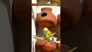 Breeding Season Start